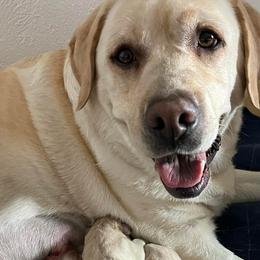 Labrador Retrievers from Foster’s Labs
