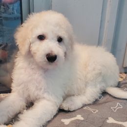 Australian Labradoodle and Poodle Puppies from Oodles of Doodles and some Poodles