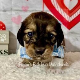 Boy two - Brindle male Dachshund puppy in Lakeland, Florida from Ruthie’s Rich Mini Dachshunds