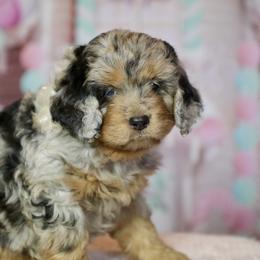 Bernedoodle and Cavapoo Puppies from Lawler’s Legacy Litters