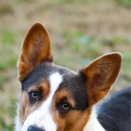 Delta - Pembroke Welsh Corgi