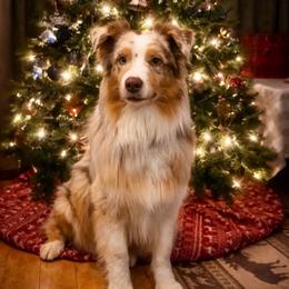 Rugar - Australian Shepherd