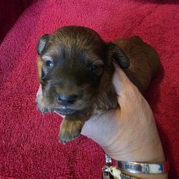 Twix - Shaded Red Boy - Red male Dachshund puppy in Pueblo, Colorado from HotDachs