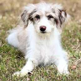 Red Man - Red merle male Aussiedoodle puppy in Eastman, Georgia from Dood B Ranch