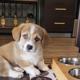 Pembroke Welsh Corgi Puppies from Gary's Pembroke Welsh Corgis