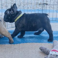 French Bulldog Puppies from SandRiver Kennel