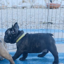 French Bulldog Puppies from SandRiver Kennel