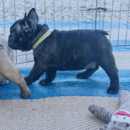 French Bulldog Puppies from SandRiver Kennel