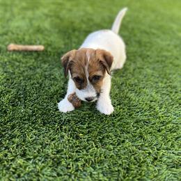 Molly - White and tan female Russell Terrier puppy in Palm Desert, California from Cherie's Russell Terriers