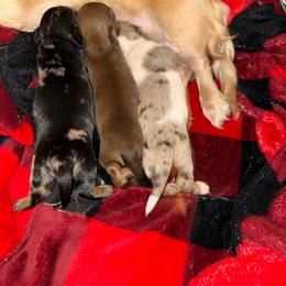 Dachshund puppies from Crown and Collar Mini Dachshunds