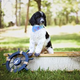 Poodle Puppies from Flourishing Fancies