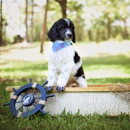 Poodle Puppies from Flourishing Fancies