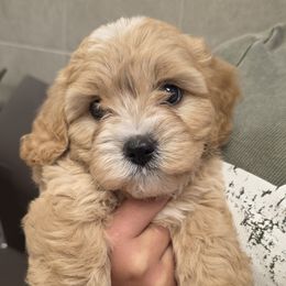 Boy 2 - Blenheim male Cavapoo puppy in Kountze, Texas from LeBlanc Cavapoos