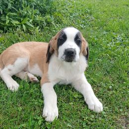 Roxy (short haired) - Brown and white female Saint Bernard puppy in Kinsman, Ohio from Coleman Saint Bernards of Ohio