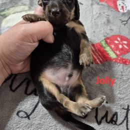 Jolly - Black and tan male Dachshund puppy in Aiken, South Carolina from Paragon Puppies