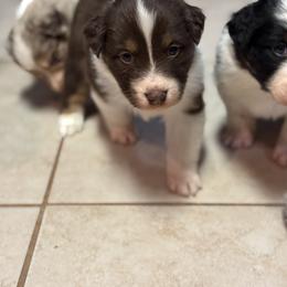 Australian Shepherd Puppies from Bullet & Whiskey’s Pups