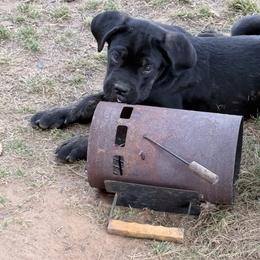 Cane Corso Puppies from Kero corsos
