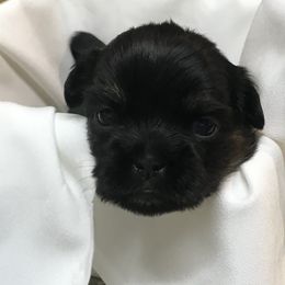 Shih Tzu Puppies from Dream Pups