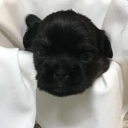 Shih Tzu Puppies from Dream Pups