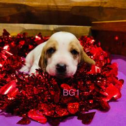 BG1 - Red and white female Basset Hound puppy in Britton, South Dakota from K&S Canines
