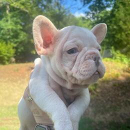 Drake - Cream male French Bulldog puppy in Seneca, South Carolina from Burrell’s Bulldog Kingdom