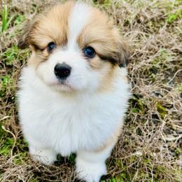 Jinx - Red female Pembroke Welsh Corgi puppy in Manchester, Kentucky from Riverside Corgis