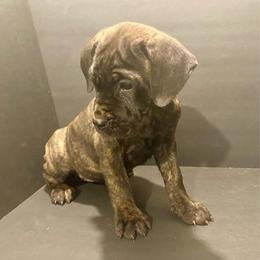 Apricot Collar - Black brindle female Cane Corso puppy in Atlanta, Georgia from Brandy Horne