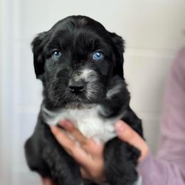 Ruby - Black and white female Aussiedoodle puppy in Columbia Falls, Montana from Firefly Horse Co Wellness Retreat Center