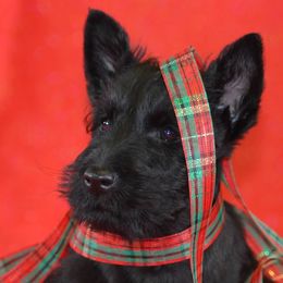 Scottish Terriers from Pam Straus's Scottish Terriers
