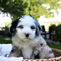 Willow-BLUE EYE - Blue merle female Bernedoodle puppy in Apple Creek, Ohio from Cuddle Paws