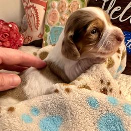 Umi - Piebald female Dachshund puppy in Hensley, Arkansas from The Dachshund Barn