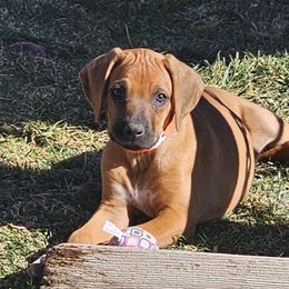 Orange - Rd whtn blk nose Rhodesian Ridgeback puppy in Las Vegas, Nevada from DragonRidge
