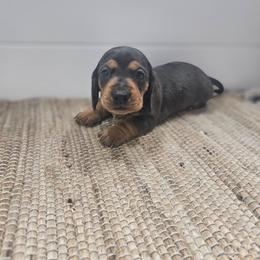 Luna - Dapple female Dachshund puppy in Anaconda, Montana from Montana Country Dachshunds