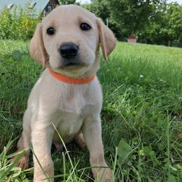 Boy 3 - Yellow male Labrador Retriever puppy in Potosi, Wisconsin from Point and Flush Gun Dogs