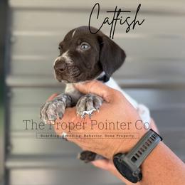 Catfish - Liver roan male German Shorthaired Pointer puppy in Six Mile, South Carolina from The Proper Pointer Co.