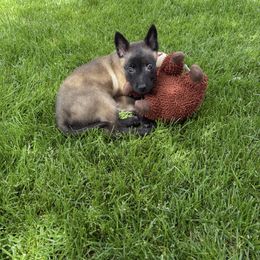 Belgian Malinois Puppies from Stellar Malinois