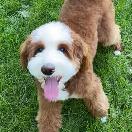 Fitzwilliam - Bernedoodle