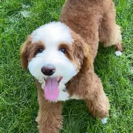Fitzwilliam - Bernedoodle