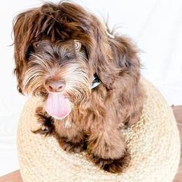 Toffee- trained - Brown male Cockapoo puppy in Bradenton, Florida from Doodle Acres