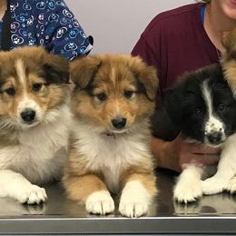Collie Puppies from Lanz Hollow Farm