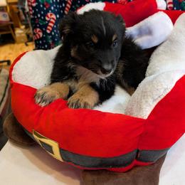 Knight - Black tri-color male Australian Shepherd puppy in Cherry Grove, Oregon from TLC Dream and Pureland Australian Shepherds