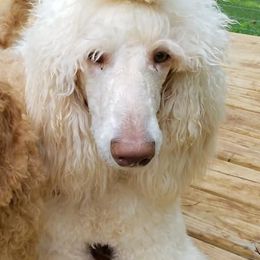 Bernese Mountain Dogs and Poodles from Creekside Canine Companions