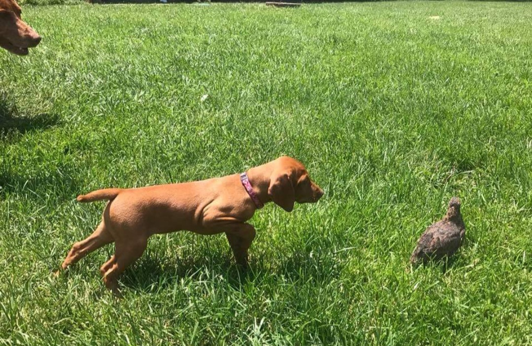 Vizslas from Amy's Vizslas