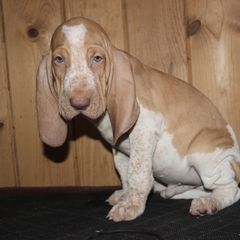 Boy 2 - White and orange male Bracco Italiano puppy in Osceola, Wisconsin from Legend Bloodhounds