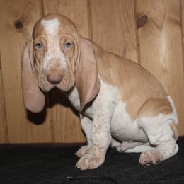 Boy 2 - White and orange male Bracco Italiano puppy in Osceola, Wisconsin from Legend Bloodhounds
