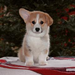 Pembroke Welsh Corgi Puppies from Foxwood Corgis
