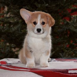 Pembroke Welsh Corgi Puppies from Foxwood Corgis