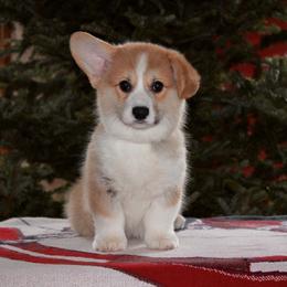 Pembroke Welsh Corgi Puppies from Foxwood Corgis