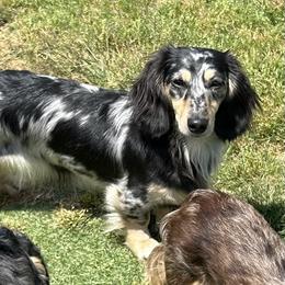 Starla - Dachshund