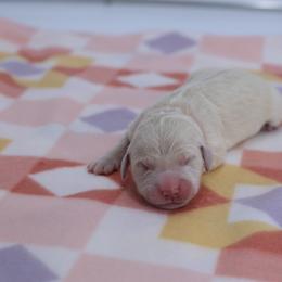 Light pink Female - Light golden female Golden Retriever puppy in Lakewood, California from Cloud Nine Kennel
